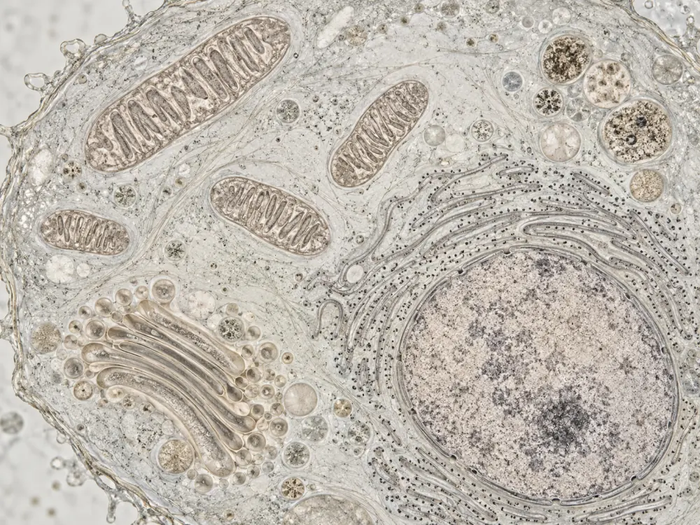 Conceptual pale microscopy view of a human cell with a visible nucleus, mitochondria, Golgi apparatus, rough endoplasmic reticulum, and lysosomes